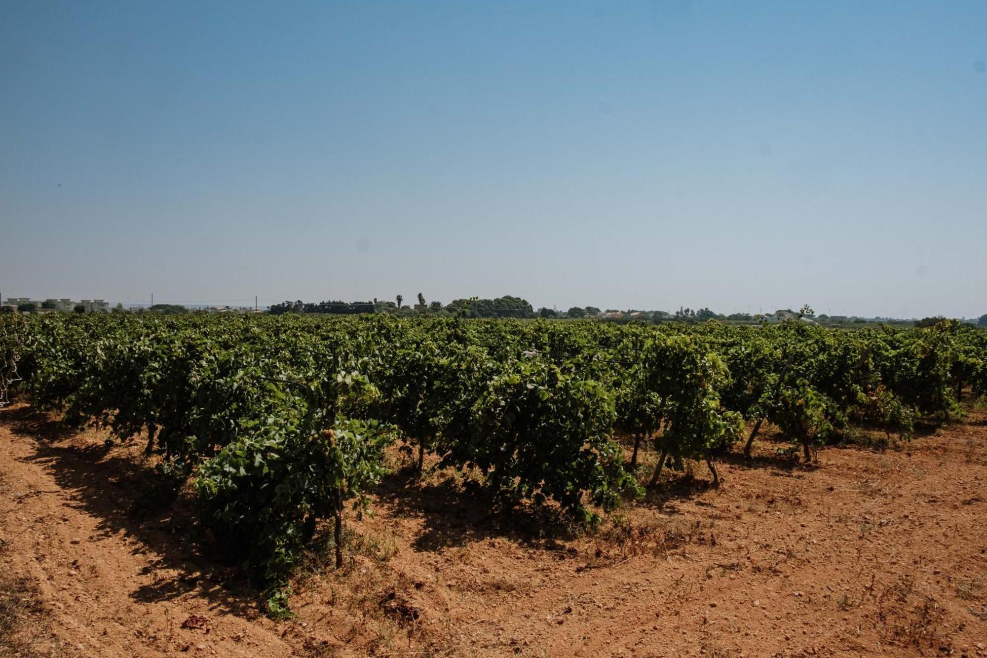 Podere Fossarunza Di Carlo Manzo Marsala Exterior photo